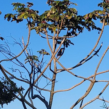 فيلا Casa Com Piscina Florianópolis المظهر الخارجي الصورة
